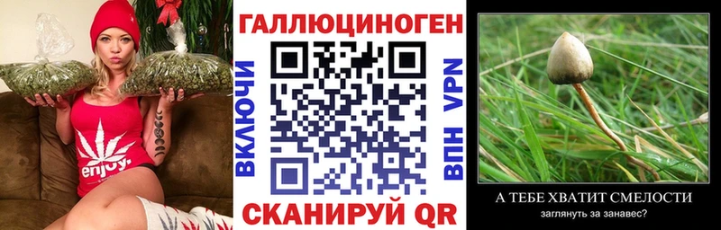блэк спрут tor  Кукмор  Псилоцибиновые грибы GOLDEN TEACHER  как найти наркотики 